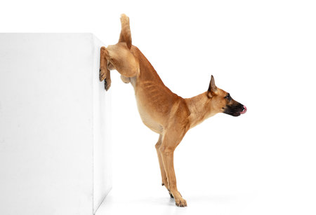 On hands. Young Belgian Shepherd Malinois is posing. Cute doggy or pet is playing, running and looking happy isolated on white background. Studio photoshot. Concept of motion, movement, action. Copyspace.の写真素材