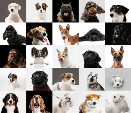 Best friends. Young dogs, pets collage. Cute doggies or pets are looking happy isolated on multicolored background. Studio photoshots. Creative collage of different breeds of dogs. Flyer for your ad.の写真素材