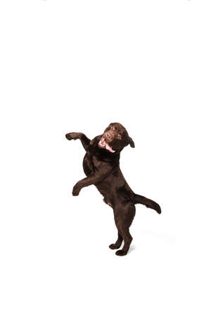 Getting mad. The brown, chocolate labrador retriever playing on white studio background. Young doggy, pet looks playful, cheerful, sincere kindly. Concept of motion, action, pets love, dynamic.の写真素材