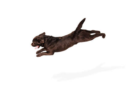 Flying. The brown, chocolate labrador retriever playing on white studio background. Young doggy, pet looks playful, cheerful, sincere kindly. Concept of motion, action, pets love, dynamic.の写真素材