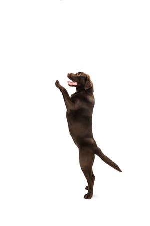 Laughter. The brown, chocolate labrador retriever playing on white studio background. Young doggy, pet looks playful, cheerful, sincere kindly. Concept of motion, action, pets love, dynamic.の写真素材