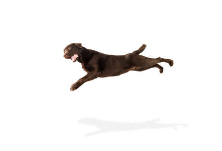 Flying. The brown, chocolate labrador retriever playing on white studio background. Young doggy, pet looks playful, cheerful, sincere kindly. Concept of motion, action, pets love, dynamic.の写真素材