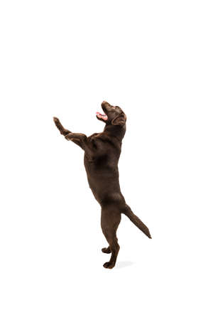 Standing. The brown, chocolate labrador retriever playing on white studio background. Young doggy, pet looks playful, cheerful, sincere kindly. Concept of motion, action, pets love, dynamic.の写真素材