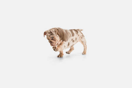 Merle French Bulldog playing on white studio backgroundの写真素材