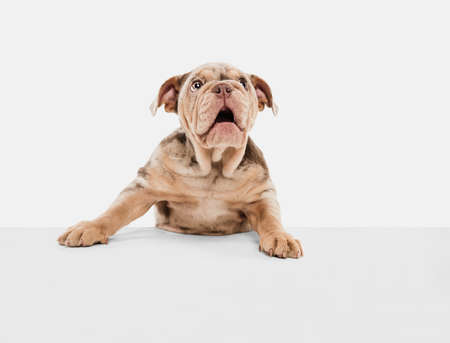 Merle French Bulldog playing on white studio backgroundの写真素材
