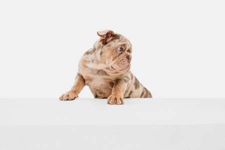 Merle French Bulldog playing on white studio backgroundの写真素材