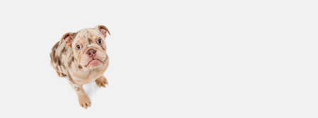 Merle French Bulldog playing on white studio backgroundの写真素材