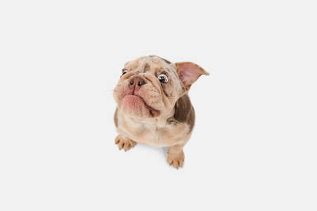Merle French Bulldog playing on white studio backgroundの写真素材