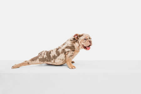 Merle French Bulldog playing on white studio backgroundの写真素材
