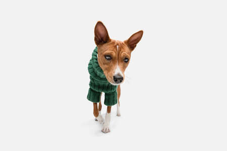 Cute puppy of Basenji dog posing in green sweater isolated over white backgroundの写真素材
