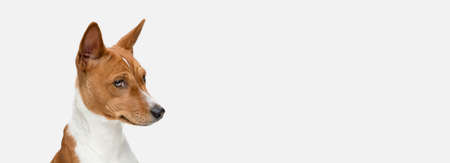Cute puppy of Basenji dog posing isolated over white backgroundの写真素材