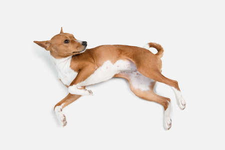 Cute puppy of Basenji dog posing isolated over white backgroundの写真素材