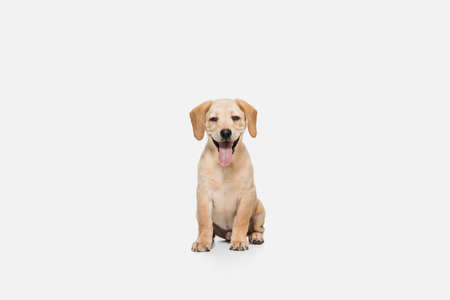 Little Labrador Retriever playing on white studio backgroundの写真素材