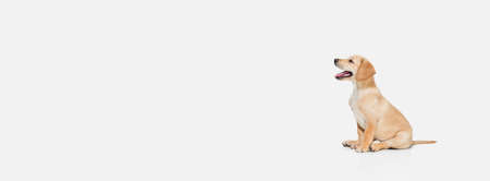 Little Labrador Retriever playing on white studio backgroundの写真素材