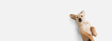 Little Labrador Retriever playing on white studio backgroundの写真素材