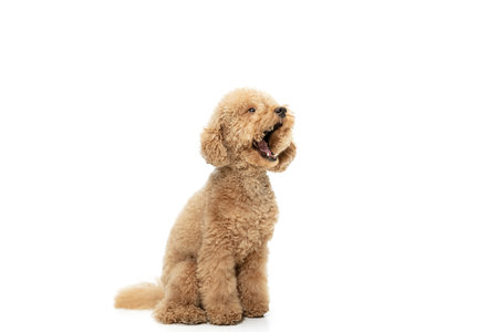 Cute puppy of Maltipoo dog posing isolated over white backgroundの写真素材