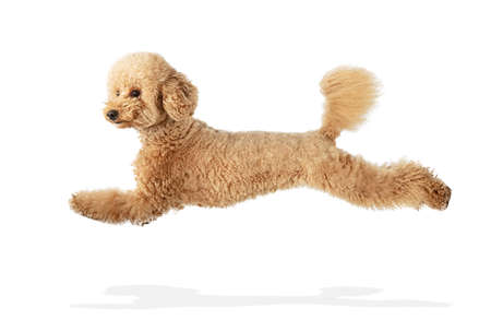 Cute puppy of Maltipoo dog posing isolated over white backgroundの写真素材