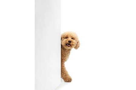 Cute puppy of Maltipoo dog posing isolated over white backgroundの写真素材