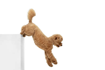 Cute puppy of Maltipoo dog posing isolated over white backgroundの写真素材