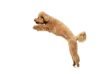 Cute puppy of Maltipoo dog posing isolated over white backgroundの写真素材