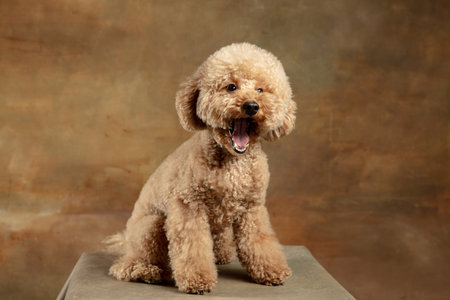 Cute puppy of Maltipoo dog posing isolated over brown backgroundの写真素材