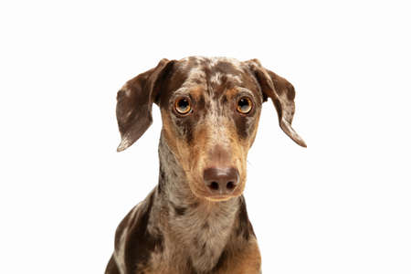 Cute puppy of Dachshund dog posing isolated over white backgroundの写真素材