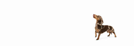 Cute puppy of Dachshund dog posing isolated over white backgroundの写真素材