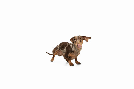 Cute puppy of Dachshund dog posing isolated over white backgroundの写真素材