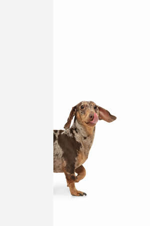 Cute puppy of Dachshund dog posing isolated over white backgroundの写真素材