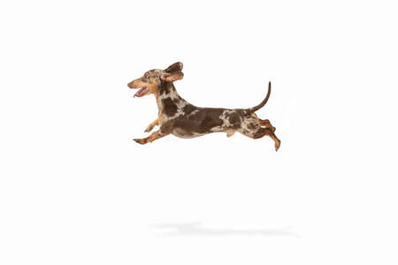Cute puppy of Dachshund dog posing isolated over white backgroundの写真素材