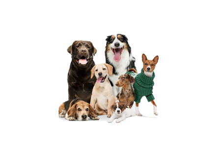 Cute doggies or pets looking happy isolated on white background. Studio photoshots. Creative collage of different breeds of dogs. Flyer for your ad.の写真素材