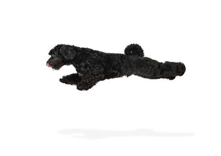 Young black Labradoodle playing isolated on white studio backgroundの写真素材