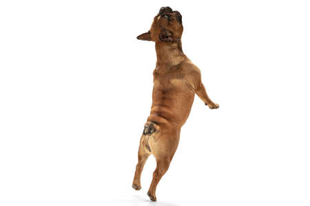 Young brown French Bulldog playing isolated on white studio backgroundの写真素材