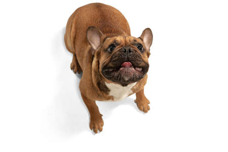 Young brown French Bulldog playing isolated on white studio backgroundの写真素材