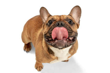 Young brown French Bulldog playing isolated on white studio backgroundの写真素材