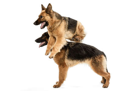 Cute Shepherd dogs posing isolated over white background