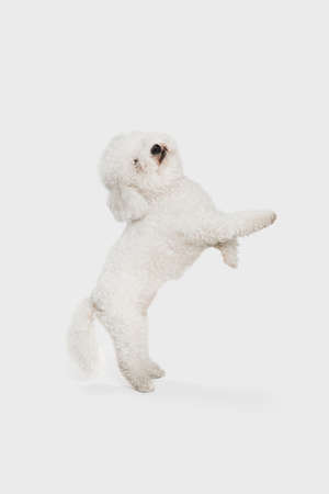 Portrait of little cute dog Bichon Frise isolated over white background.の写真素材