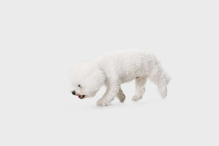 Little cute dog Bichon Frise posing isolated over white background.の写真素材