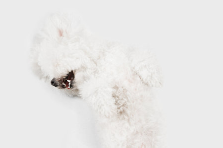 Little cute dog Bichon Frise posing isolated over white background.の写真素材
