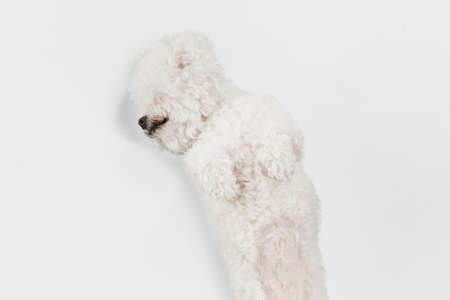 Little cute dog Bichon Frise posing isolated over white background.の写真素材