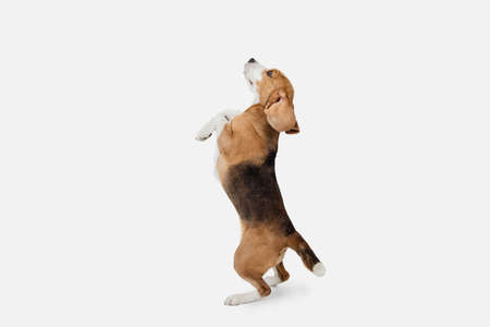 Small funny dog Beagle posing isolated over white studio background.