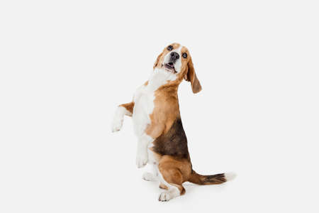 Small funny dog Beagle posing isolated over white studio background.の写真素材