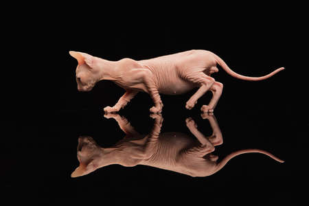 Cute sphynx cat, kitty posing isolated over black studio background