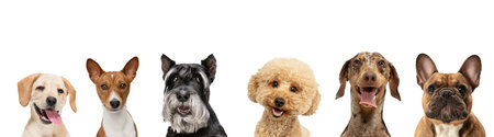 Art collage made of funny dogs different breeds posing isolated over white studio background.の写真素材