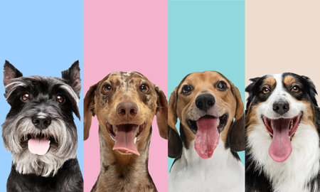 Art collage made of funny dogs different breeds on multicolored studio background.の写真素材