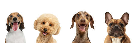 Close-up four cute dogs different breeds posing isolated over white studio background. Collageの写真素材
