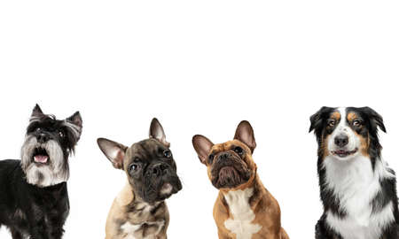 Close-up four cute dogs different breeds posing isolated over white studio background. Collageの写真素材