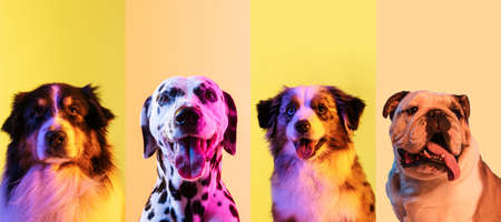 Art collage made of funny dogs different breeds on multicolored studio background in neon light.の写真素材
