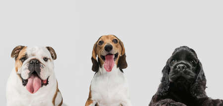 Collage of three funny dogs different breeds posing isolated over white studio background.の写真素材