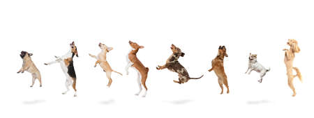 Collage of sweet funny dogs different breeds standing isolated over white studio background.の写真素材